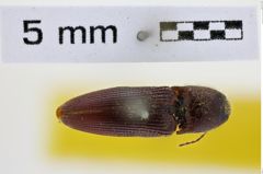 Foto (Dorsalansicht) von Melanotus plasoni (NHMW-ZOO-COL-0008518)